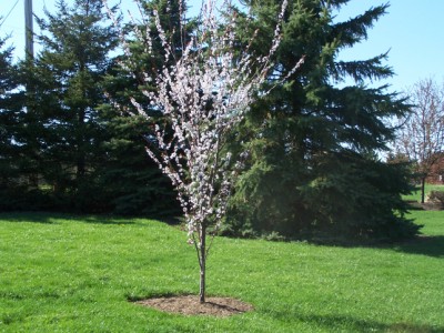 Flowering Plum (?)