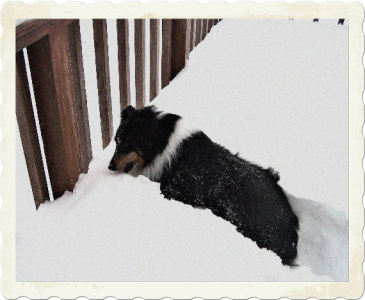 Angel (my baby Sheltie)